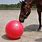 Horse Ball Toy