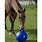 Horse Play Ball