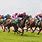 Horse Racing Pictures Free