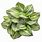 Hosta PNG