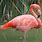 Hot Pink Flamingo