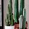 House Cactus Types