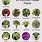 House Plants with Names