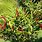 How to Grow Alpinia Plants