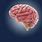 Humab Brain Stock Image