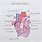 Human Anatomy Heart Drawing