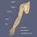 Human Arm Diagram