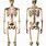 Human Body Skeletal