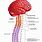 Human Brain and Spinal Cord Anatomy