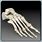 Human Foot Skeleton