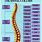 Human Spine Chart