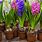 Hyacinth Plant Care