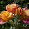 Hybrid Tea Roses Plants