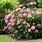 Hydrangea Arborescens Pink Annabelle