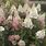 Hydrangea Paniculata Candlelight