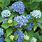 Hydrangea Summer Flowers