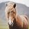 Icelandic Horse Pictures