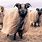 Icelandic Sheep Wool
