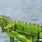 Iguana Problem in Florida