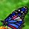 Image of Beautiful Butterfly