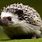 Image of a Hedgehog
