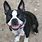 Images of Boston Terriers