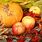Images of Fall Pumpkins and Apple's