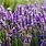 Images of Lavender Flowers