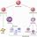 Immune System Cells Diagram