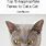 Inappropriate Cat Names