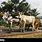 Indian Roadside Cart