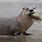 Indiana River Otter