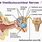 Internal Acoustic Meatus Vestibulocochlear Nerve Model