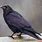 Iridescent Raven