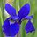 Iris Blue Color