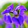Iris Flower Varieties