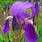 Iris Germanica Varieties