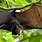 Japanese Fruit Bat