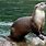 Japanese Sea Otter
