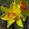 Jonquil Narcissus Flower