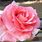 Julie Andrews Rose