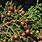 Juniperus Pinchotii
