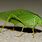 Katydid Picture