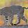 Kentucky Wildcat Animal