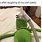 Kermit the Frog Laughing Meme