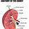 Kidney Diagram Labeled