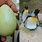 King Penguin Egg