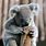 Koala Sitting