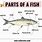 Label Fish Parts