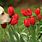 Labrador Tulips Dog
